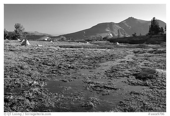 Flooded Meadow, early morning. Mokelumne Wilderness, Eldorado National Forest, California, USA (black and white)