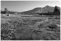 Flooded Meadow, early morning. Mokelumne Wilderness, Eldorado National Forest, California, USA ( black and white)