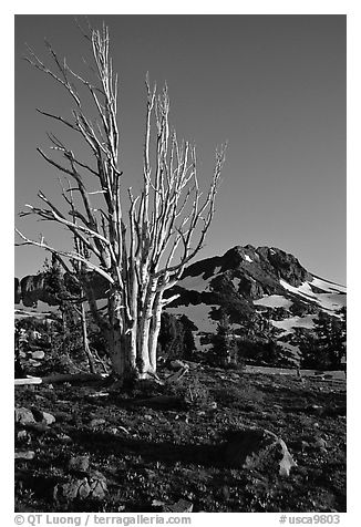 Standing tree squeleton and Round Top Peak. Mokelumne Wilderness, Eldorado National Forest, California, USA