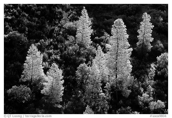 Backlit trees in the spring, Merced River gorge, Sierra National Forest. California, USA (black and white)