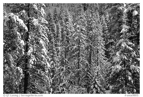 Snowy pine trees, Eldorado National Forest. California, USA (black and white)