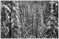 Pine trees with fresh snow, Eldorado National Forest. California, USA (black and white)