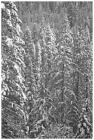 Pine trees with fresh snow, Eldorado National Forest. California, USA (black and white)