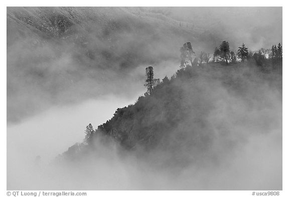 Trees and ridge in fog,  Stanislaus  National Forest. California, USA
