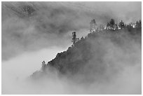 Trees and ridge in fog,  Stanislaus  National Forest. California, USA (black and white)