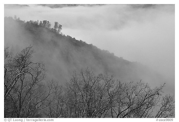 Ridge in fog,  Stanislaus  National Forest. California, USA (black and white)