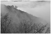 Ridge in fog,  Stanislaus  National Forest. California, USA (black and white)