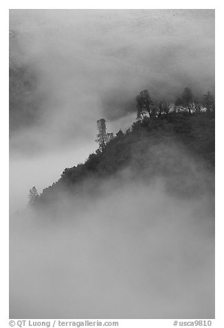Ridge in fog,  sunrise, Stanislaus  National Forest. California, USA (black and white)