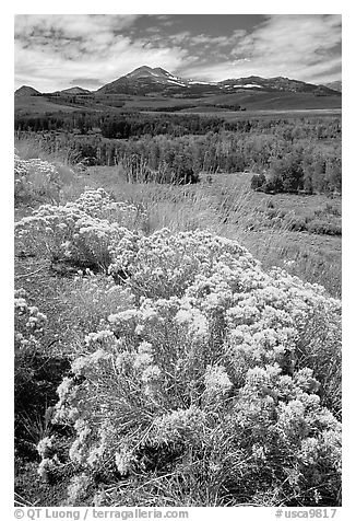 Sagebrush and Sierra, Conway summit. California, USA (black and white)