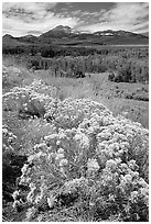 Sagebrush and Sierra, Conway summit. California, USA ( black and white)