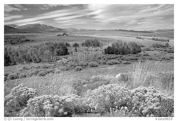 Flowering Sage and Sierra, Conway summit. California, USA (black and white)