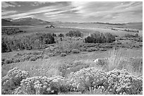Flowering Sage and Sierra,  Conway summit. California, USA (black and white)