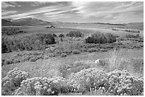 Flowering Sage and Sierra,  Conway summit. California, USA (black and white)