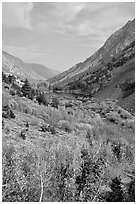 Lundy Canyon in the fall, Inyo National Forest. California, USA ( black and white)