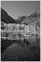 Pond and trees in autumn, Lundy Canyon, Inyo National Forest. California, USA (black and white)