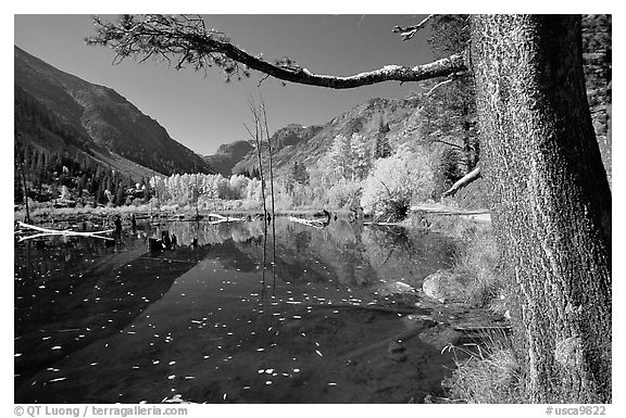 Pond and trees in fall colors, Lundy Canyon, Inyo National Forest. California, USA