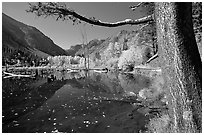 Pond and trees in fall colors, Lundy Canyon, Inyo National Forest. California, USA (black and white)