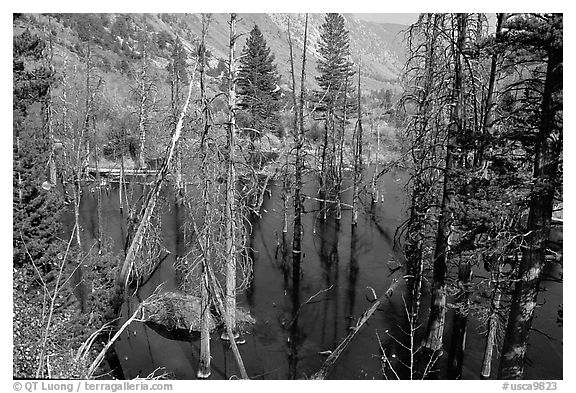 Beaver Pond, Lundy Canyon, Inyo National Forest. California, USA (black and white)