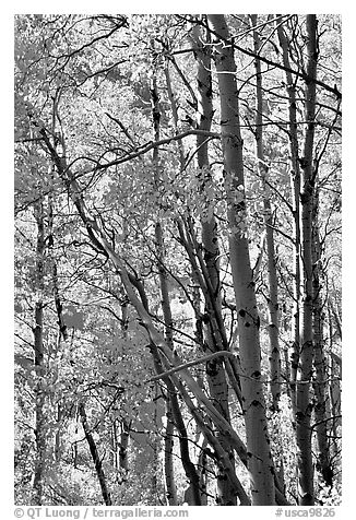 Aspens in the fall, Lundy Canyon, Inyo National Forest. California, USA (black and white)