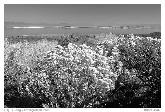 Sage and lake seen from the visitor center. Mono Lake, California, USA
