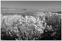 Sage and lake seen from the visitor center. Mono Lake, California, USA ( black and white)