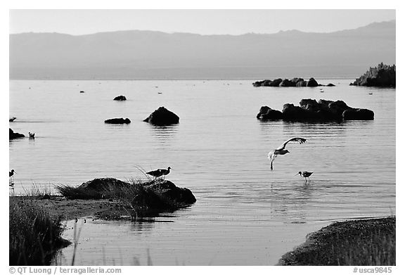 Migratory birds. Mono Lake, California, USA (black and white)