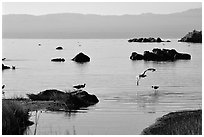 Migratory birds. Mono Lake, California, USA ( black and white)