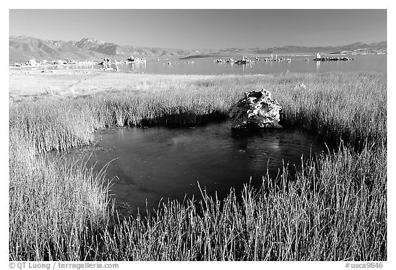 Grasses and spring with small tufa being formed underwater. Mono Lake, California, USA