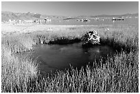 Grasses and spring with small tufa being formed underwater. Mono Lake, California, USA (black and white)