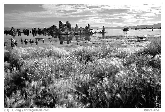 Grasses and Tufa towers, morning. Mono Lake, California, USA (black and white)