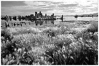 Grasses and Tufa towers, morning. Mono Lake, California, USA (black and white)