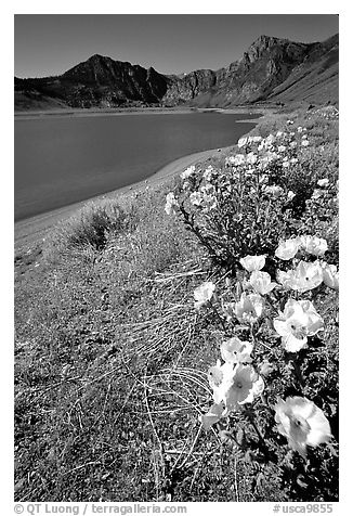 Flowers on the shores of June Lake. California, USA (black and white)