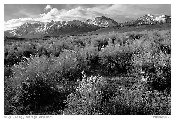 Sage and Sierra. California, USA (black and white)