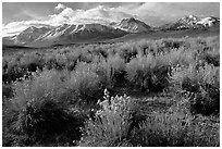 Sage and Sierra. California, USA (black and white)