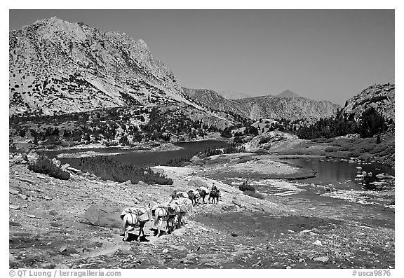 Pack train of horses, Bishop Pass trail, Inyo National Forest. California, USA