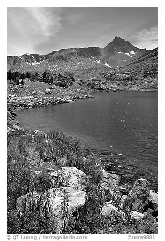 Indian Paintbrush and Saddlebag Lake, Inyo National Forest. California, USA (black and white)