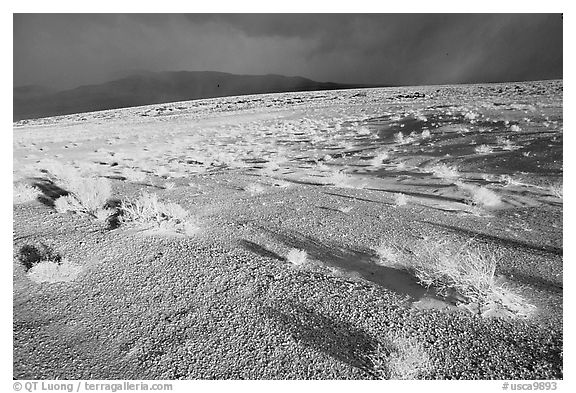 Basin with sage, Inyo Mountains  in stormy weather, late afternoon. California, USA (black and white)