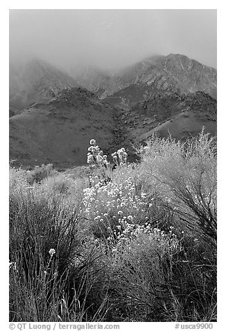 Approaching storm over the Sierra Nevada. California, USA (black and white)