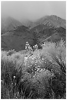 Approaching storm over the Sierra Nevada. California, USA (black and white)