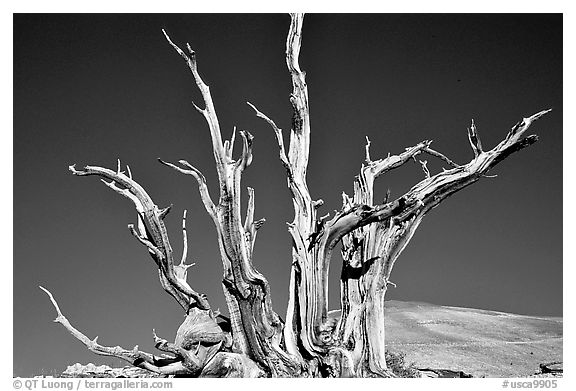 Bristlecone Pine tree squeleton, Patriarch Grove. California, USA (black and white)