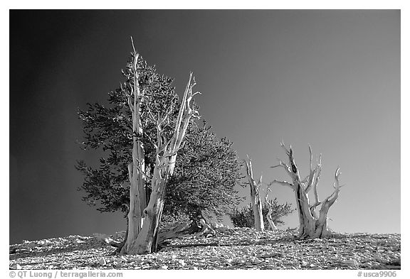 Bristlecone Pine trees, Patriarch Grove. California, USA (black and white)