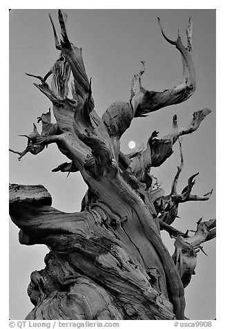 Ancient Bristlecone Pine tree and moon at sunset, Schulman Grove, White Mountains. California, USA