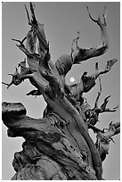 Ancient Bristlecone Pine tree and moon at sunset, Schulman Grove, White Mountains. California, USA (black and white)