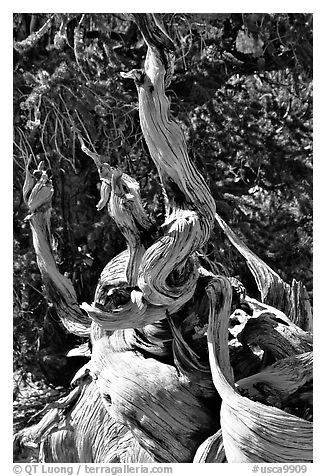 Ancient Bristlecone Pine tree, Methuselah grove. California, USA