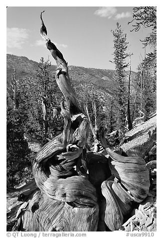 Twisted Bristlecone Pine tree, Methuselah grove. California, USA (black and white)