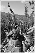 Twisted Bristlecone Pine tree, Methuselah grove. California, USA (black and white)