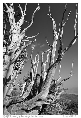 Bristlecone Pine tree squeleton, Methuselah grove. California, USA (black and white)