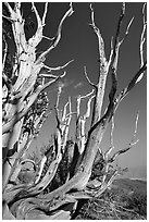 Bristlecone Pine tree squeleton, Methuselah grove. California, USA ( black and white)