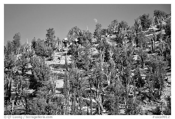 Bristlecone Pine forest, Methuselah grove, White Mountains. California, USA (black and white)