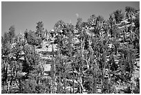 Bristlecone Pine forest, Methuselah grove, White Mountains. California, USA ( black and white)